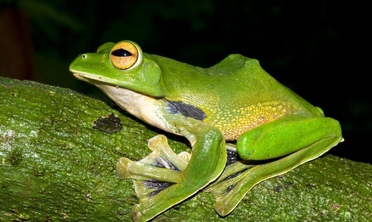 Helen's flying frog