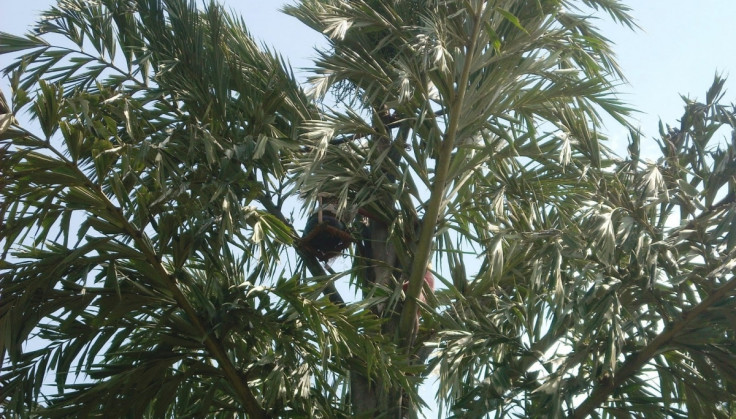 Salfi trees in India