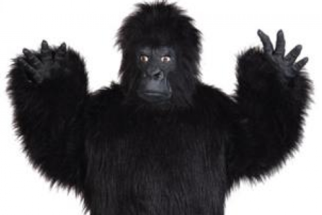 Hands up: Zoo in Tenerife shot a man wearing a gorilla suit which it thought was an escaped animal