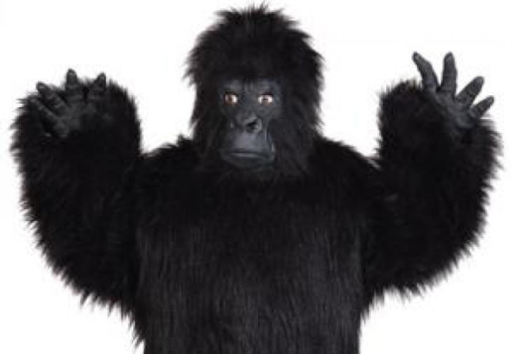 Hands up: Zoo in Tenerife shot a man wearing a gorilla suit which it thought was an escaped animal