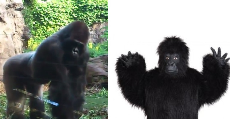 Real and fake gorilla: Here is a handy reference for the vet Loro Parque Zoo. Can you spot the impostor