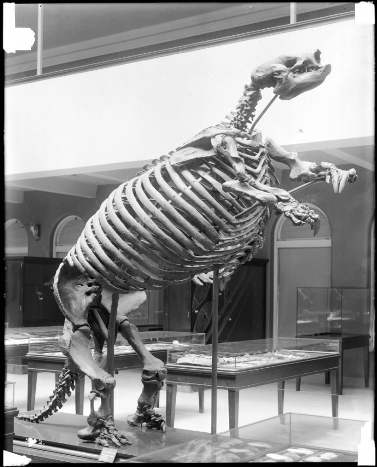 giant sloth skeleton