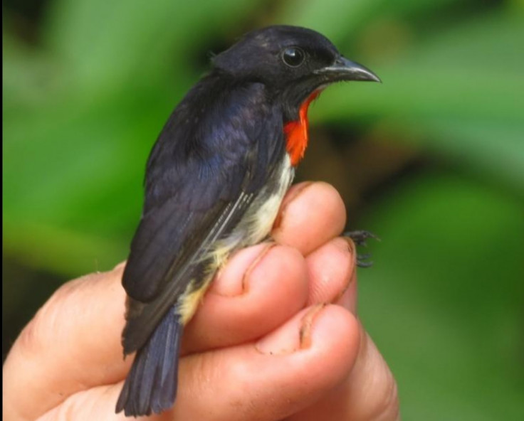 Wakatobi Flowerpecker