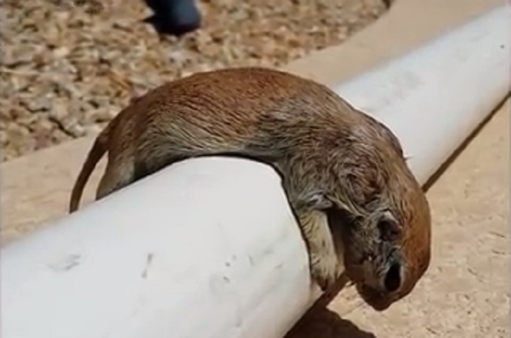 drowned squirrel