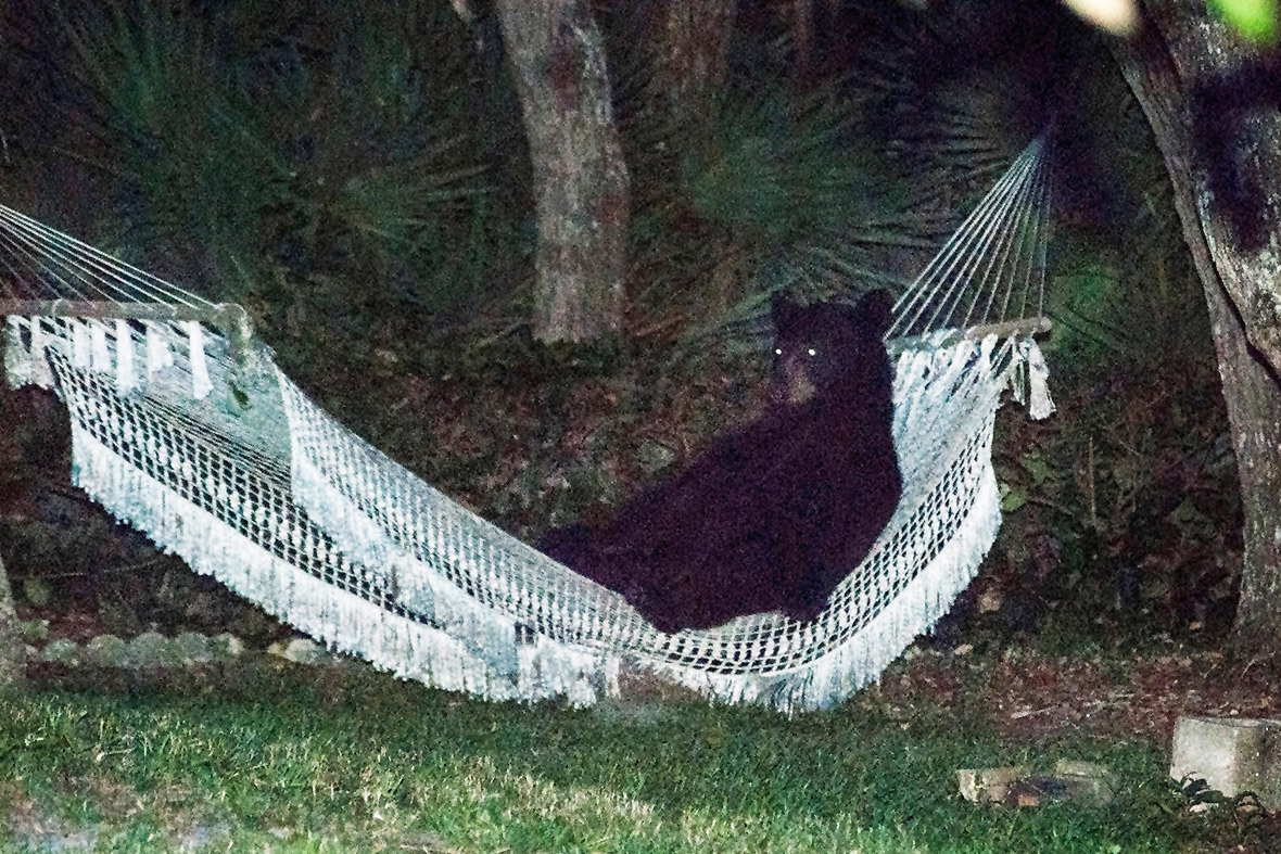 bear hammock