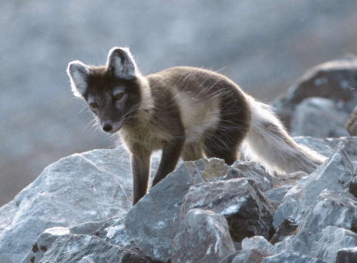 arctic fox