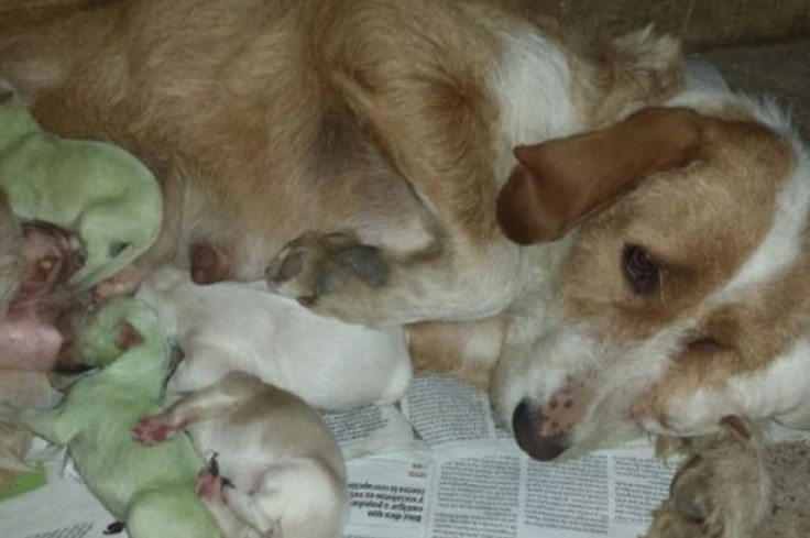 Puppies born green in Spain stunned owners