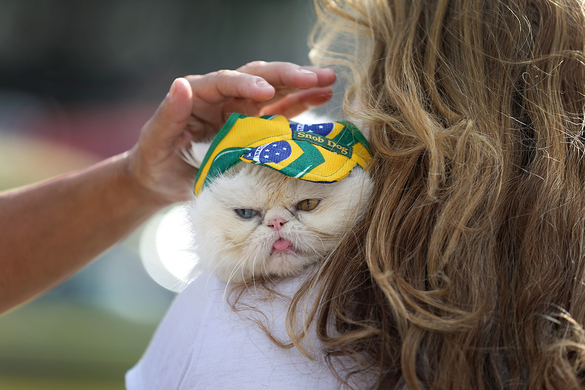 World Cup cat