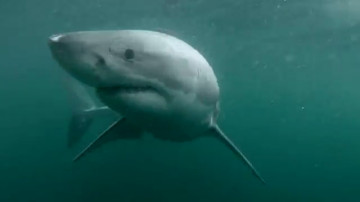 Man Narrowly Escapes Shark Attack after Cliff Jump Man Narrowly Escapes Shark Attack after Cliff Jump