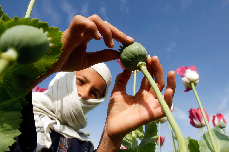 afghanistan poppies child labour