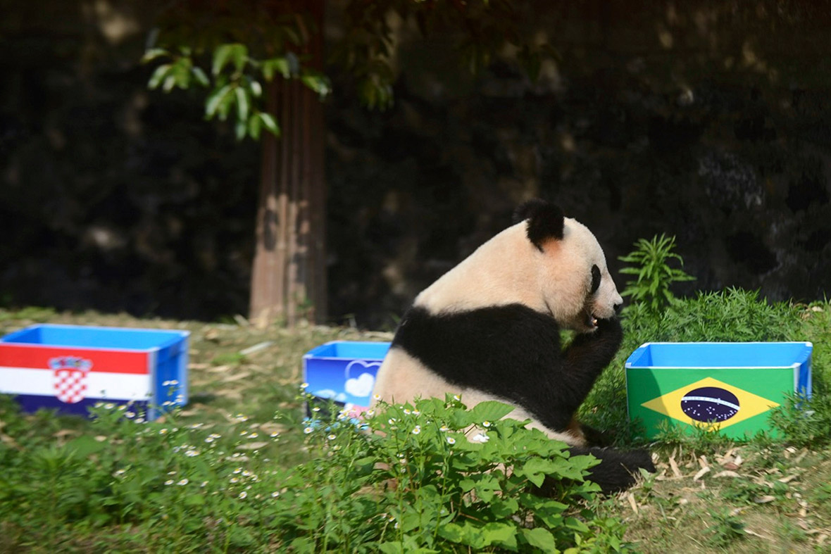 world cup panda prediction