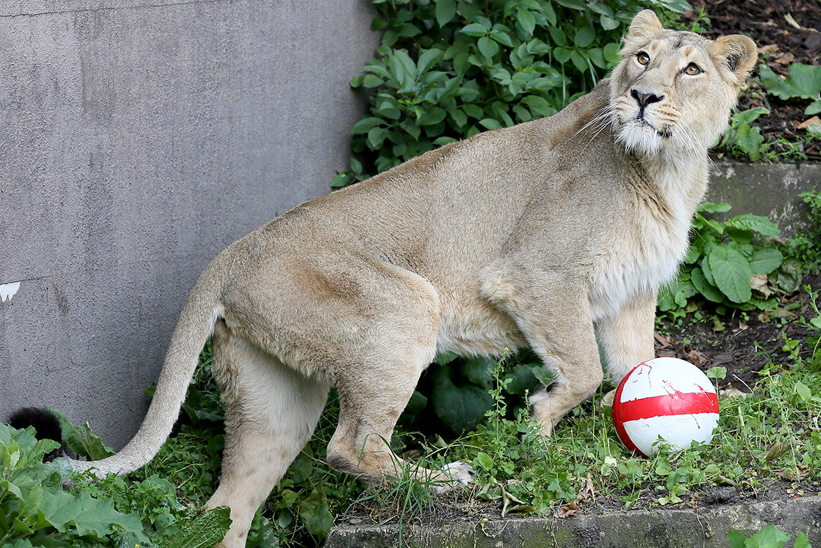 world cup lion