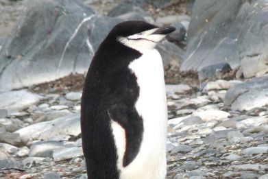 Chinstraps penguin