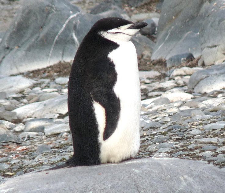 Chinstraps penguin