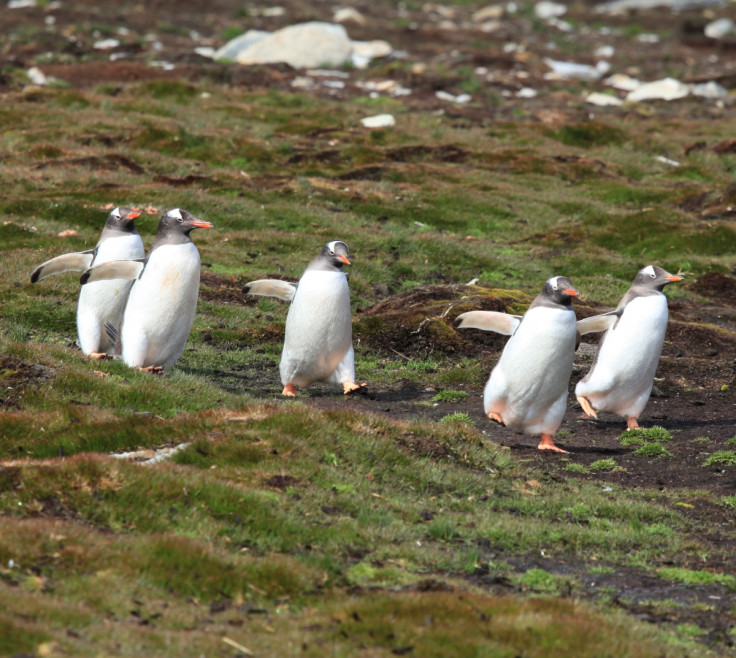 Gentoo penguin