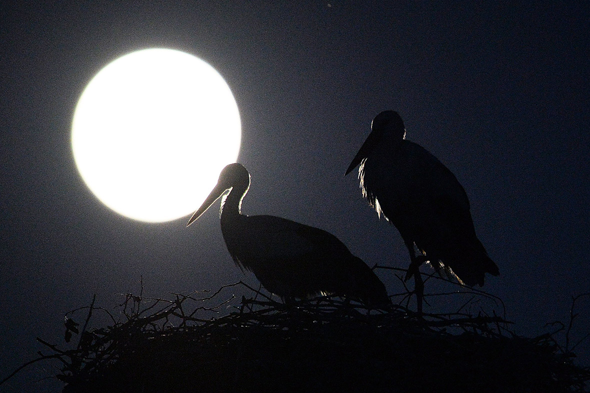 full moon storks