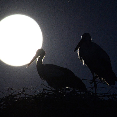 full moon storks