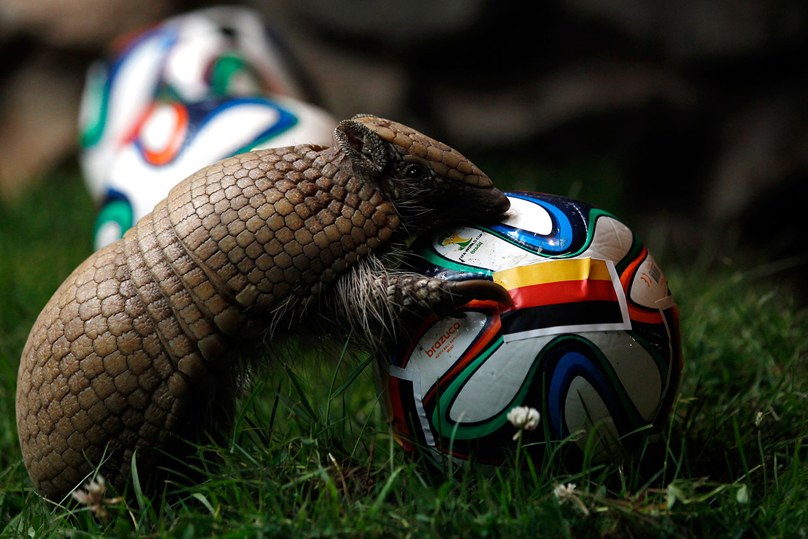 world cup animals