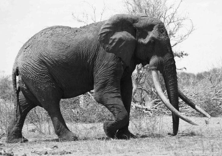 World's Largest Elephant Killed with Poison-soaked Arrows by Poachers in Kenya