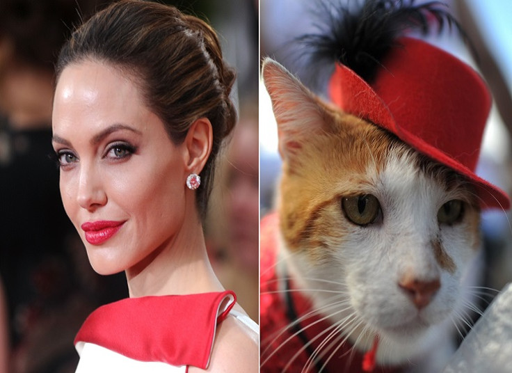 Actress Angelina Jolie looks just like a cat, according to 70% of cat-owners in poll