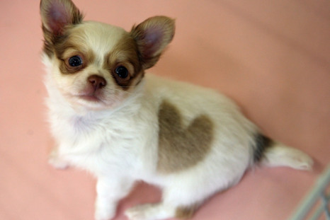 Who me? Chihuahuas have the biggest appetite for destruction of all dog breeds