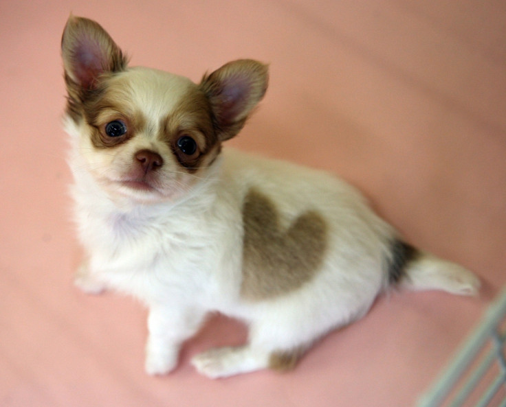 Who me? Chihuahuas have the biggest appetite for destruction of all dog breeds