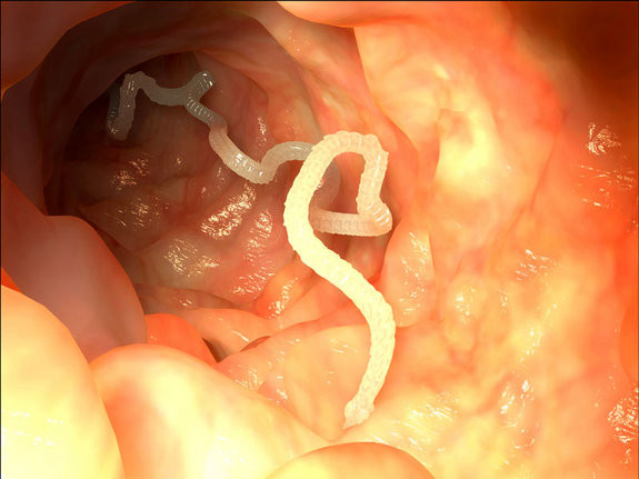 Adult tapeworms can live for up to 20 years in a host. Adult tapeworms can live for up to 20 years in a host.