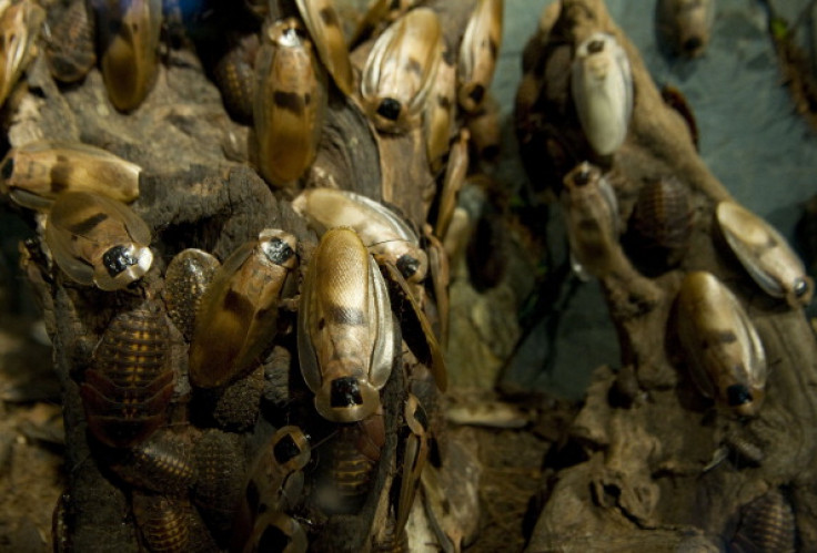 A Chinese woman has 100,000 cockroaches in her home for traditional Chinese medical cures