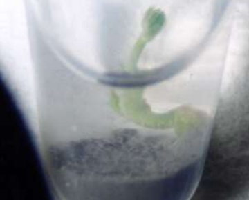 Space farming may Soon Turn into Reality Space farming may Soon Turn into Reality