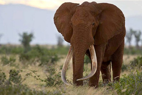 Satao killed in ivory poaching attack in Kenya