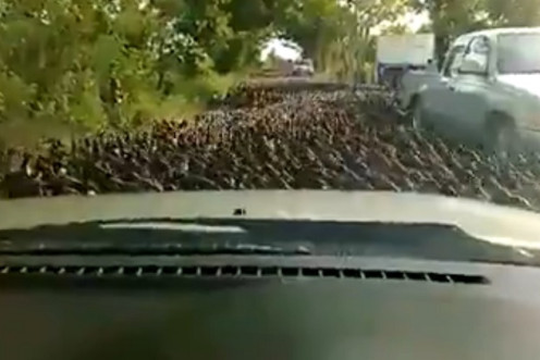 Duck stampede