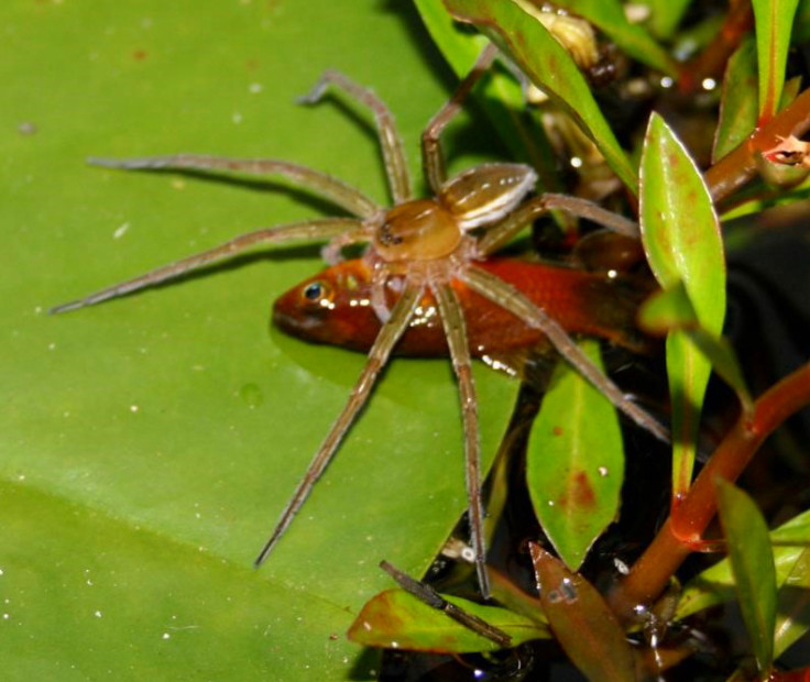 spider eating fish