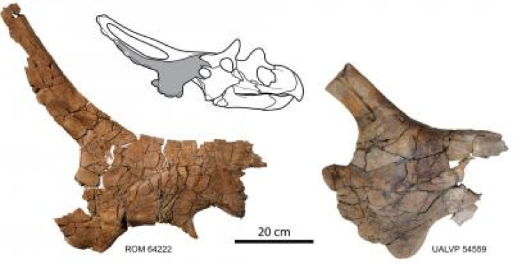 Mercuriceratops Gemini skull