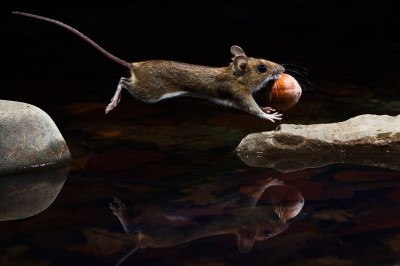 Yellow-necked mouse, Carsten Braun Germany