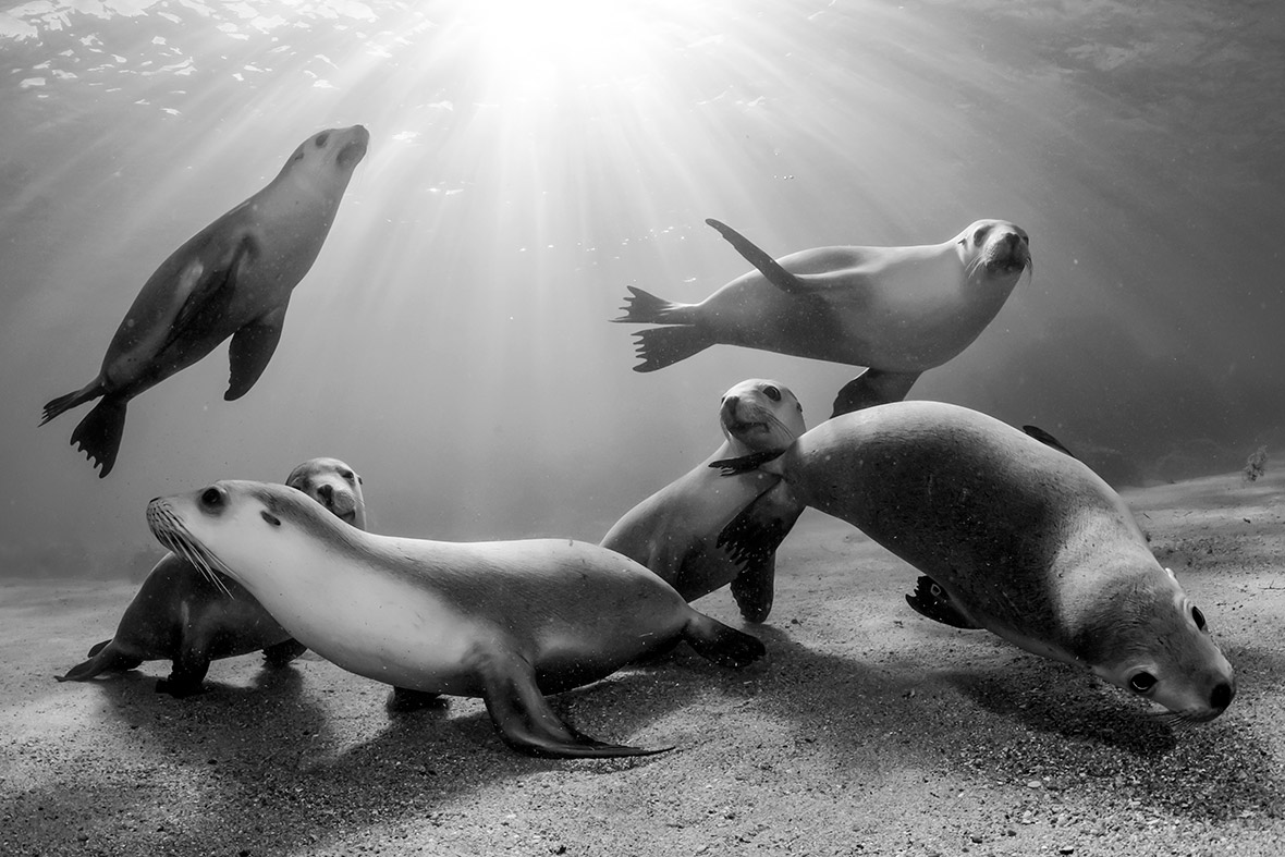 Australian sea lion pups, Michael Patrick ONeill United States