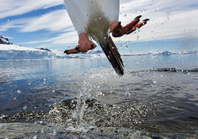 Leaping gentoo penguin, Paul Souders United States