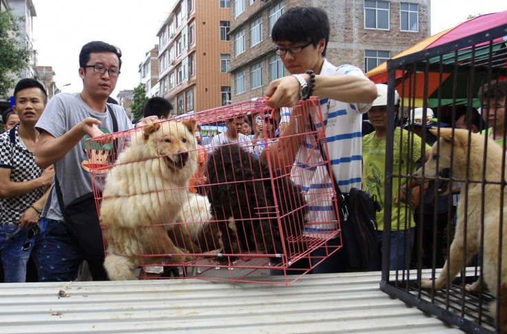 yulin dog meat festival