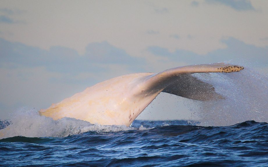 Ballena blanca muerta llega a tierra en Australia, se confirma que no