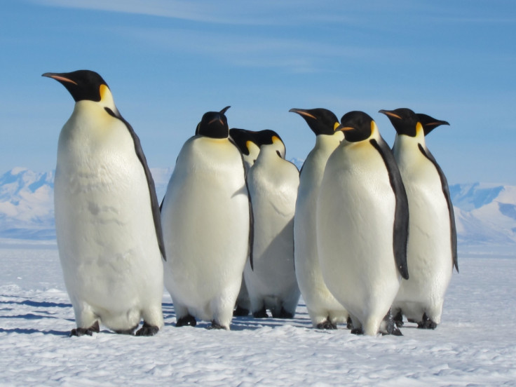 emperor penguins