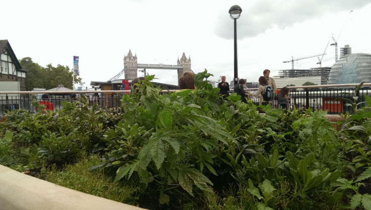 Cannabis plants spotted near Tower of London