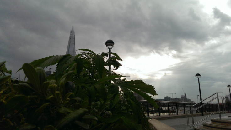 Cannabis plants spotted in London