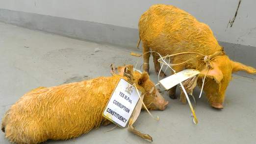 Pigs Smuggled into Ugandan Parliament Pigs Smuggled into Ugandan Parliament