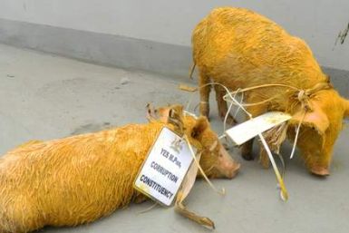 Pigs Smuggled into Ugandan Parliament
