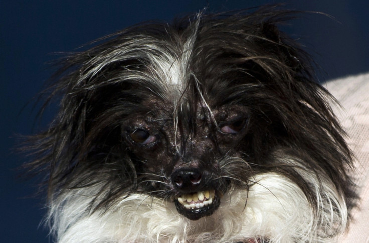 World's Most Ugliest Dogs: Meet Peanut and SweePee Rambo who Won the Contest