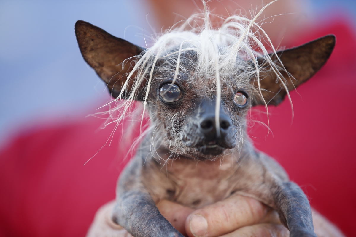 World's Ugliest Dog Revealed: Meet Peanut, a Chihuahua-Shih Tzu Mix