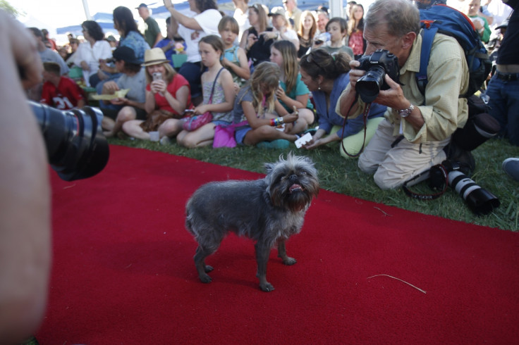 World's Ugliest Dog: Meet Peanut,a Chihuahua-Shih Tzu Mix who Won the Contest