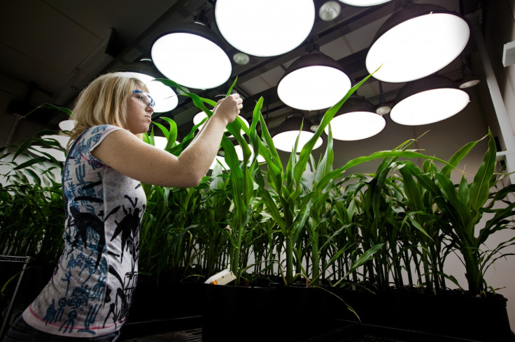 Inside the Greenhouses of Monsanto