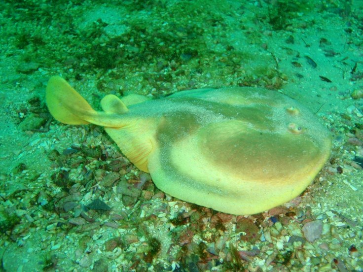 electric ray