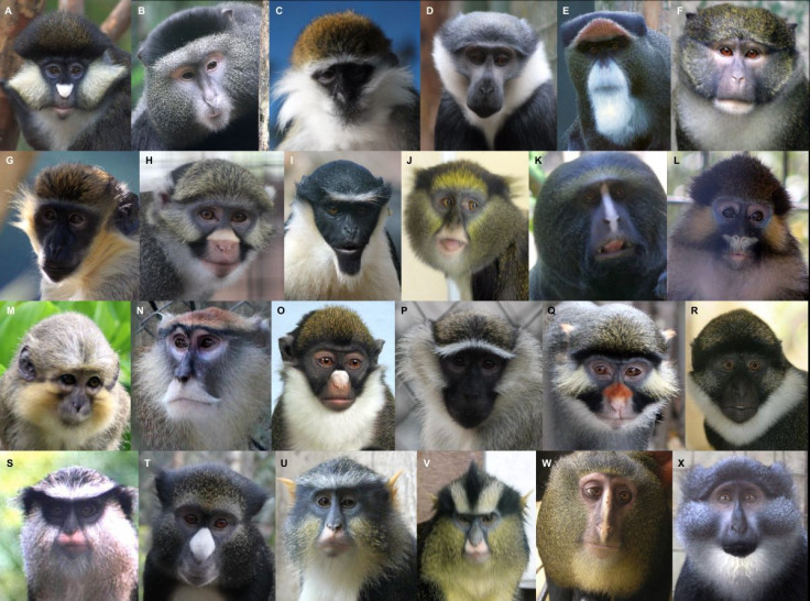 Monkey faces