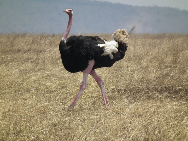 An ostrich was beaten to death by a zookeeper at La Teste-de-Buch Zoo An ostrich was beaten to death by a zookeeper at La Teste-de-Buch Zoo
